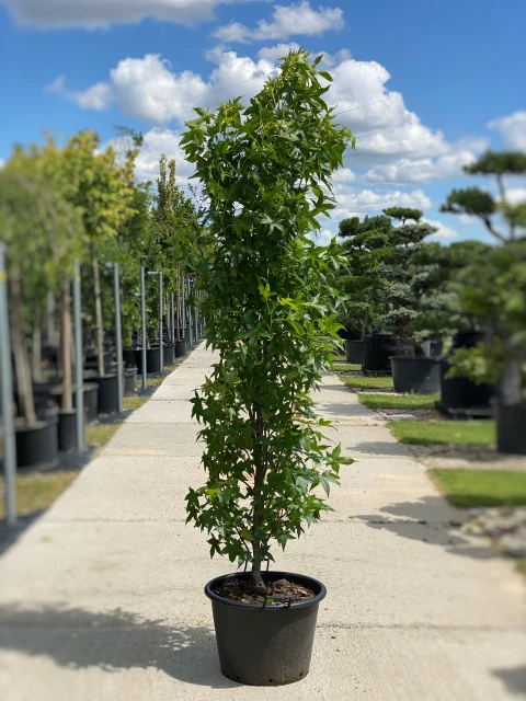 Liquidambar styraciflua 'Slender Silhouette' (Ambrowiec amerykański 'Slender Silhouette' )