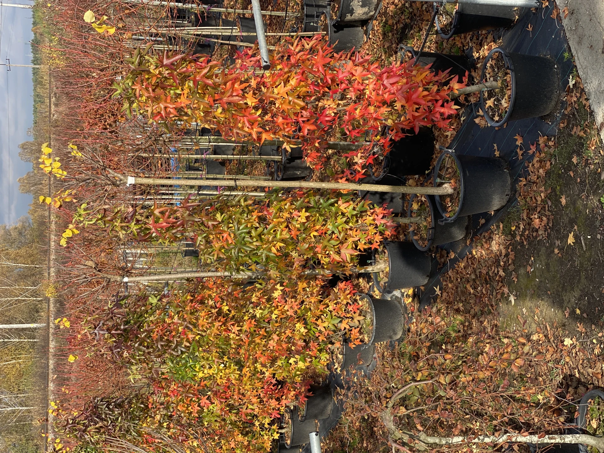 Liquidambar styraciflua 'Slender Silhouette' (Ambrowiec amerykański 'Slender Silhouette' )