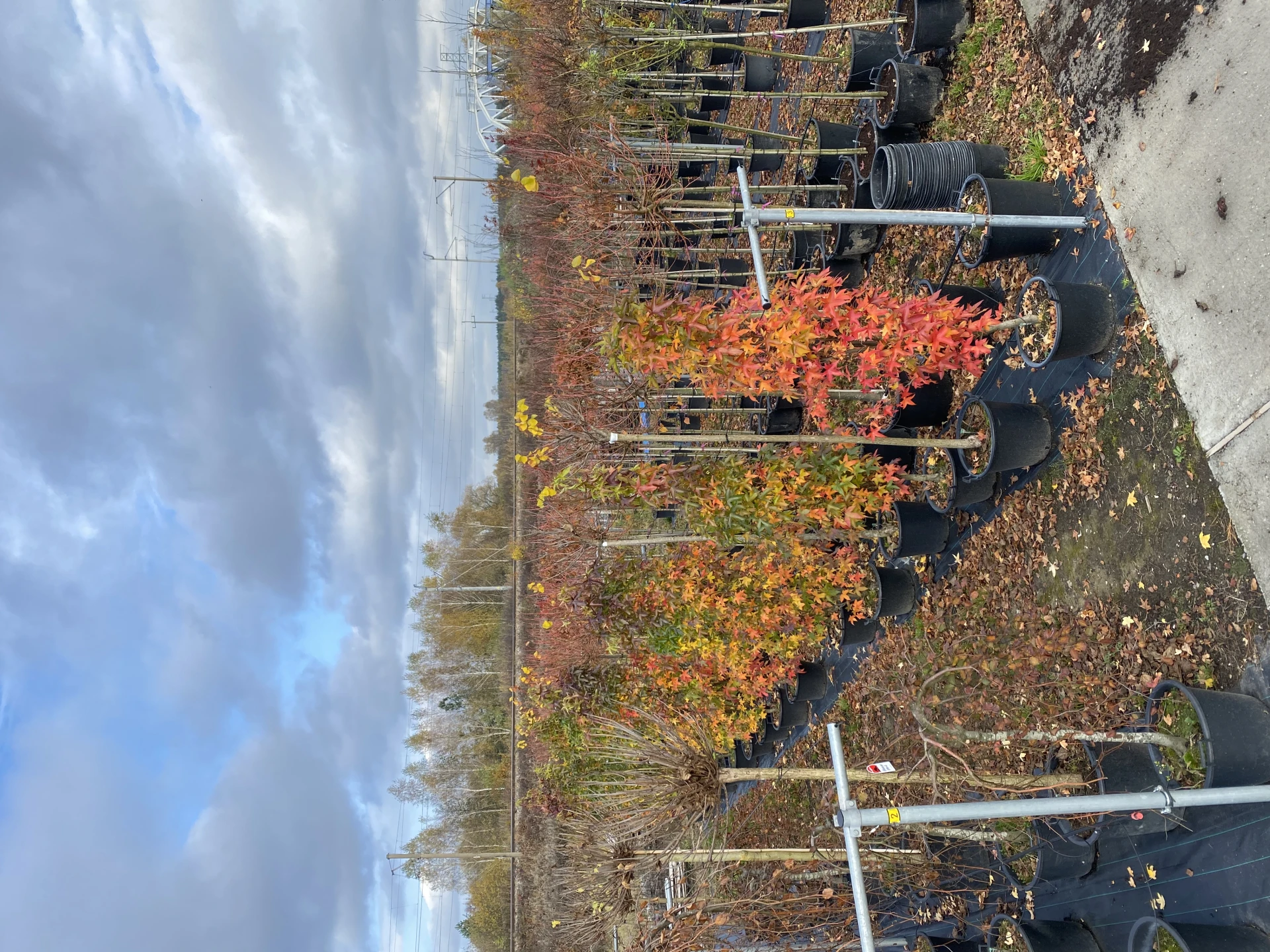 Liquidambar styraciflua 'Slender Silhouette' (Ambrowiec amerykański 'Slender Silhouette' )