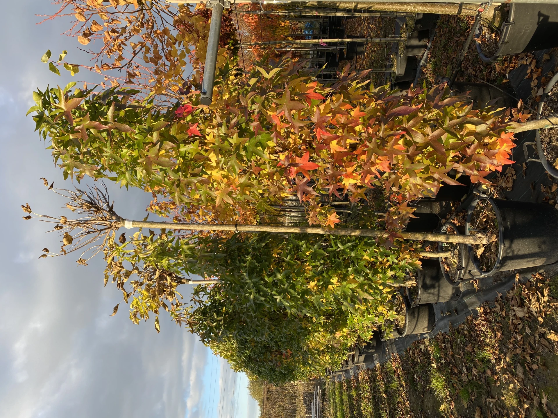 Liquidambar styraciflua 'Slender Silhouette' (Ambrowiec amerykański 'Slender Silhouette' )