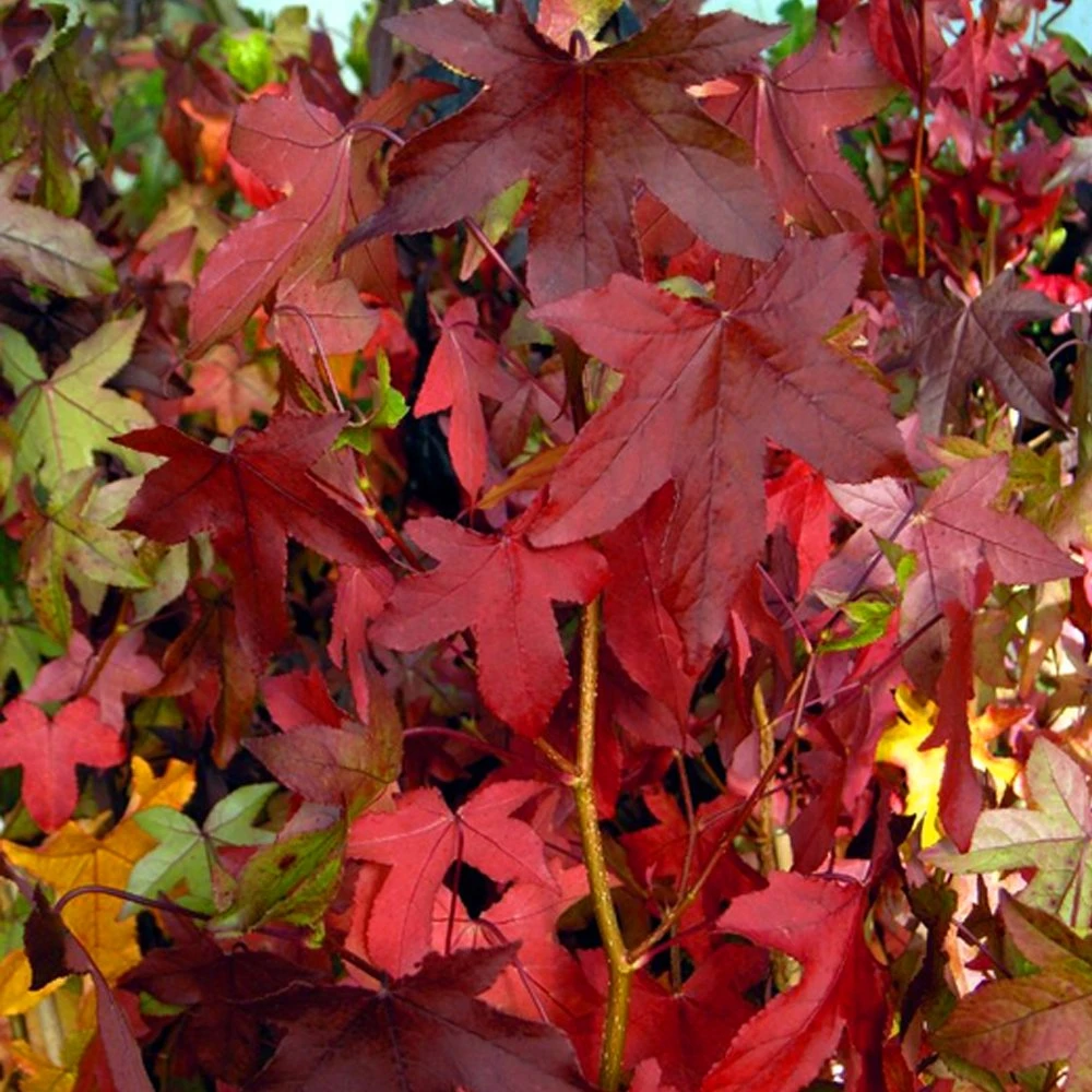 Liquidambar styraciflua 'Slender Silhouette' (Ambrowiec amerykański 'Slender Silhouette' )