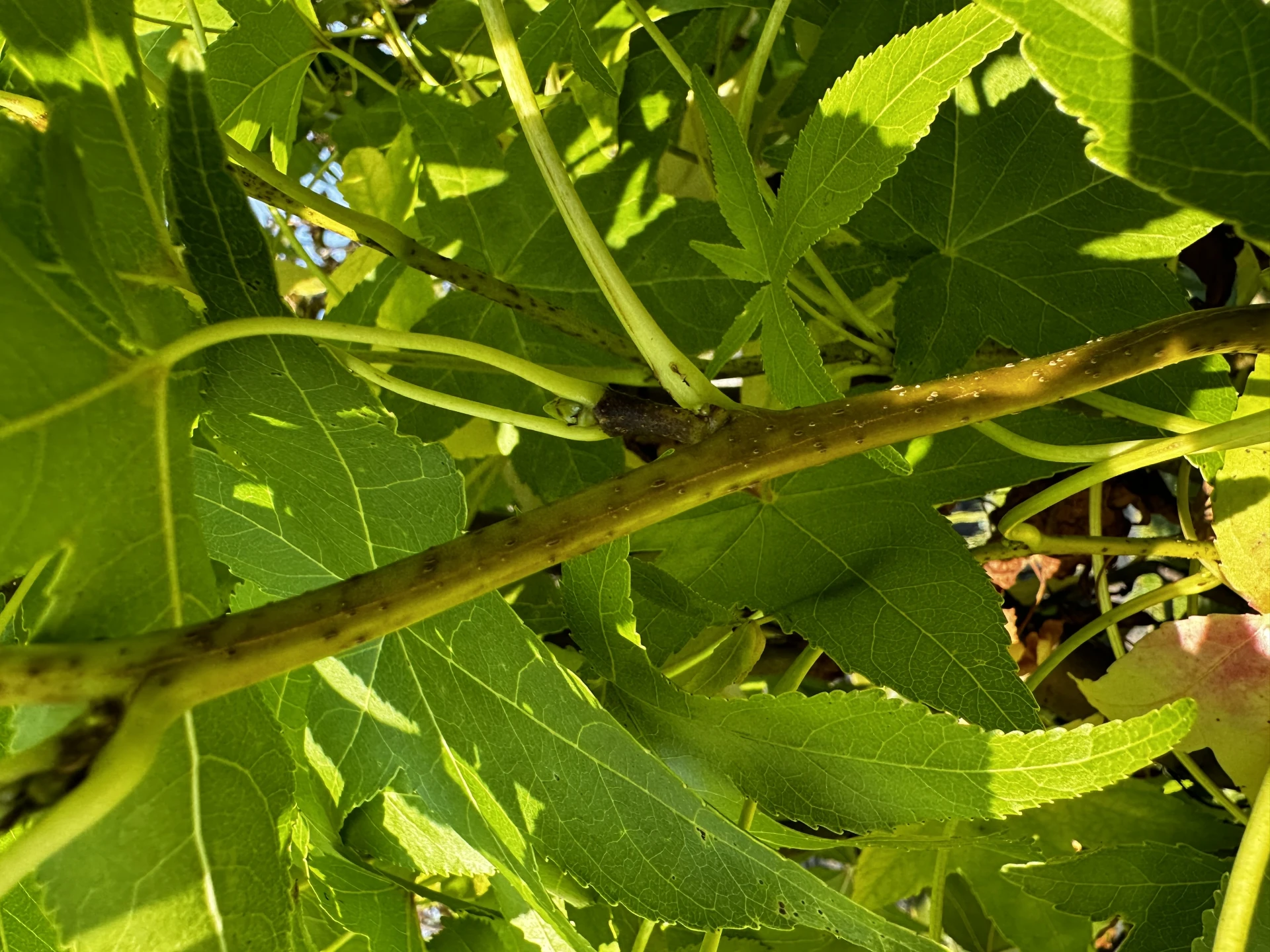 Liquidambar styraciflua 'Slender Silhouette' (Ambrowiec amerykański 'Slender Silhouette' )