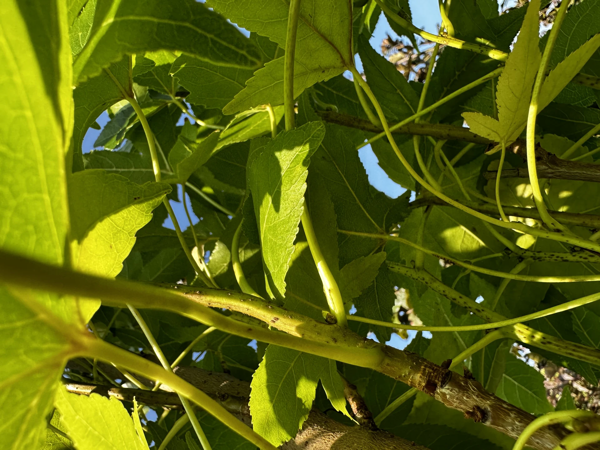 Liquidambar styraciflua 'Slender Silhouette' (Ambrowiec amerykański 'Slender Silhouette' )