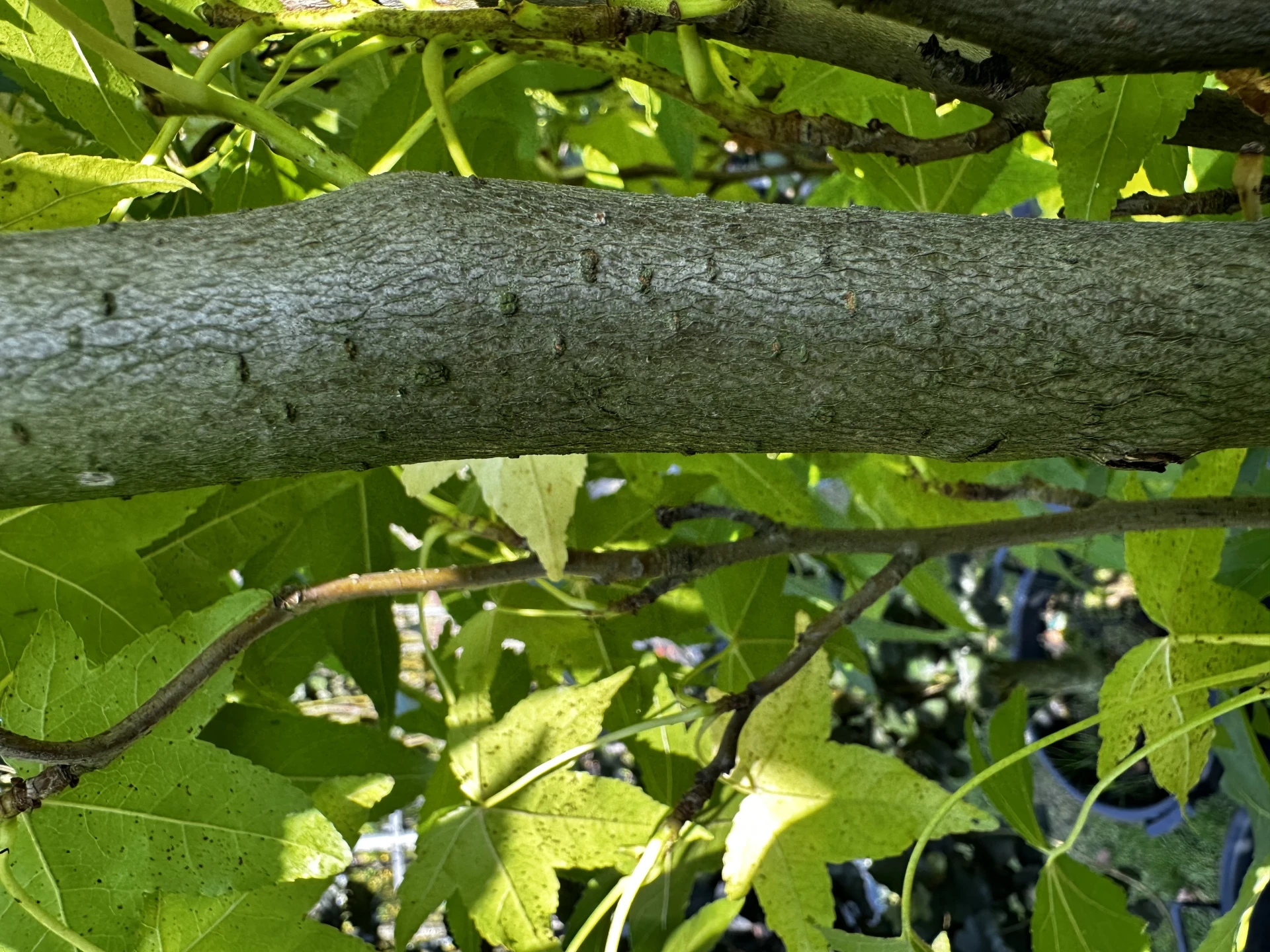 Liquidambar styraciflua 'Slender Silhouette' (Ambrowiec amerykański 'Slender Silhouette' )