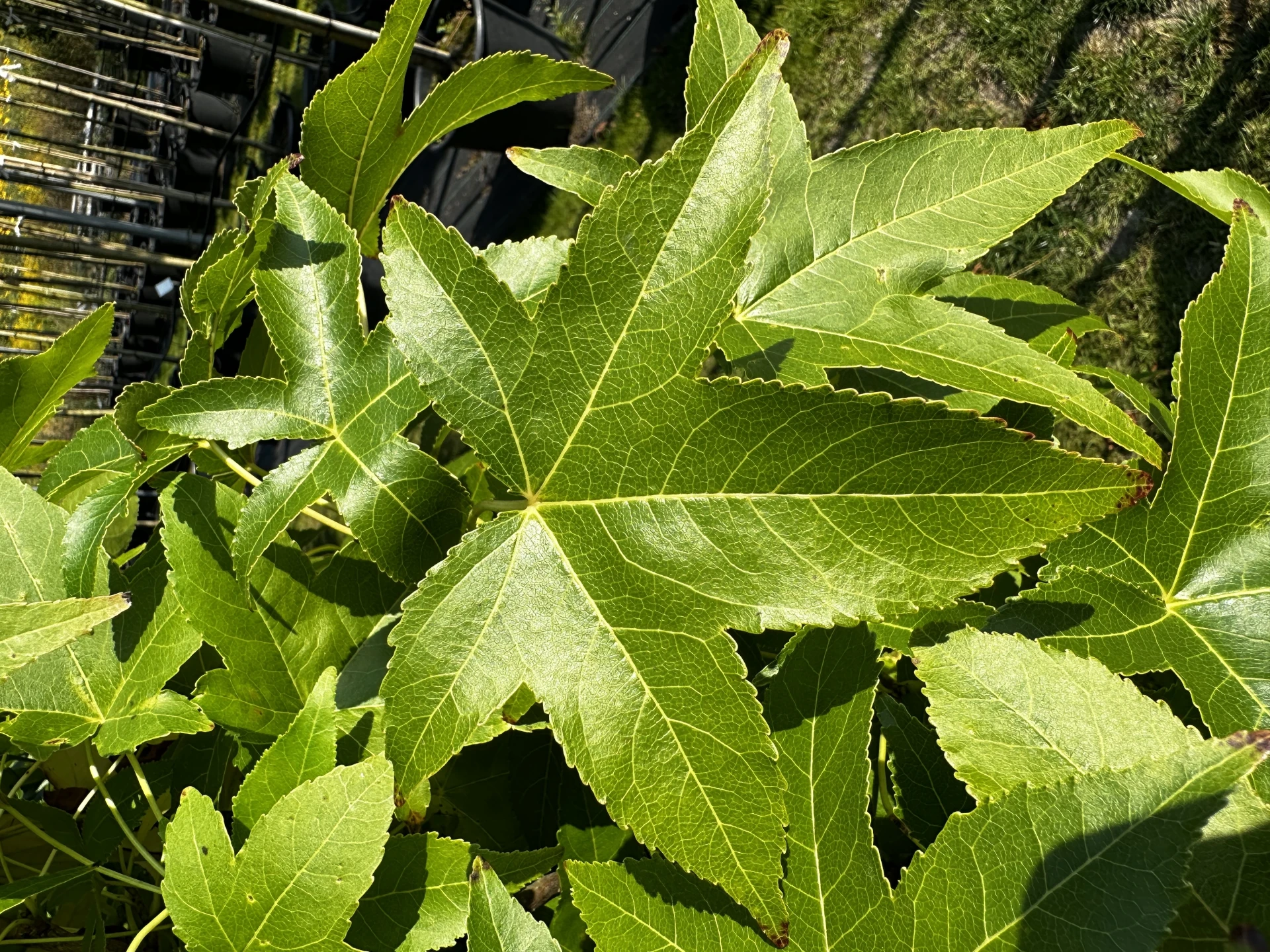 Liquidambar styraciflua 'Slender Silhouette' (Ambrowiec amerykański 'Slender Silhouette' )