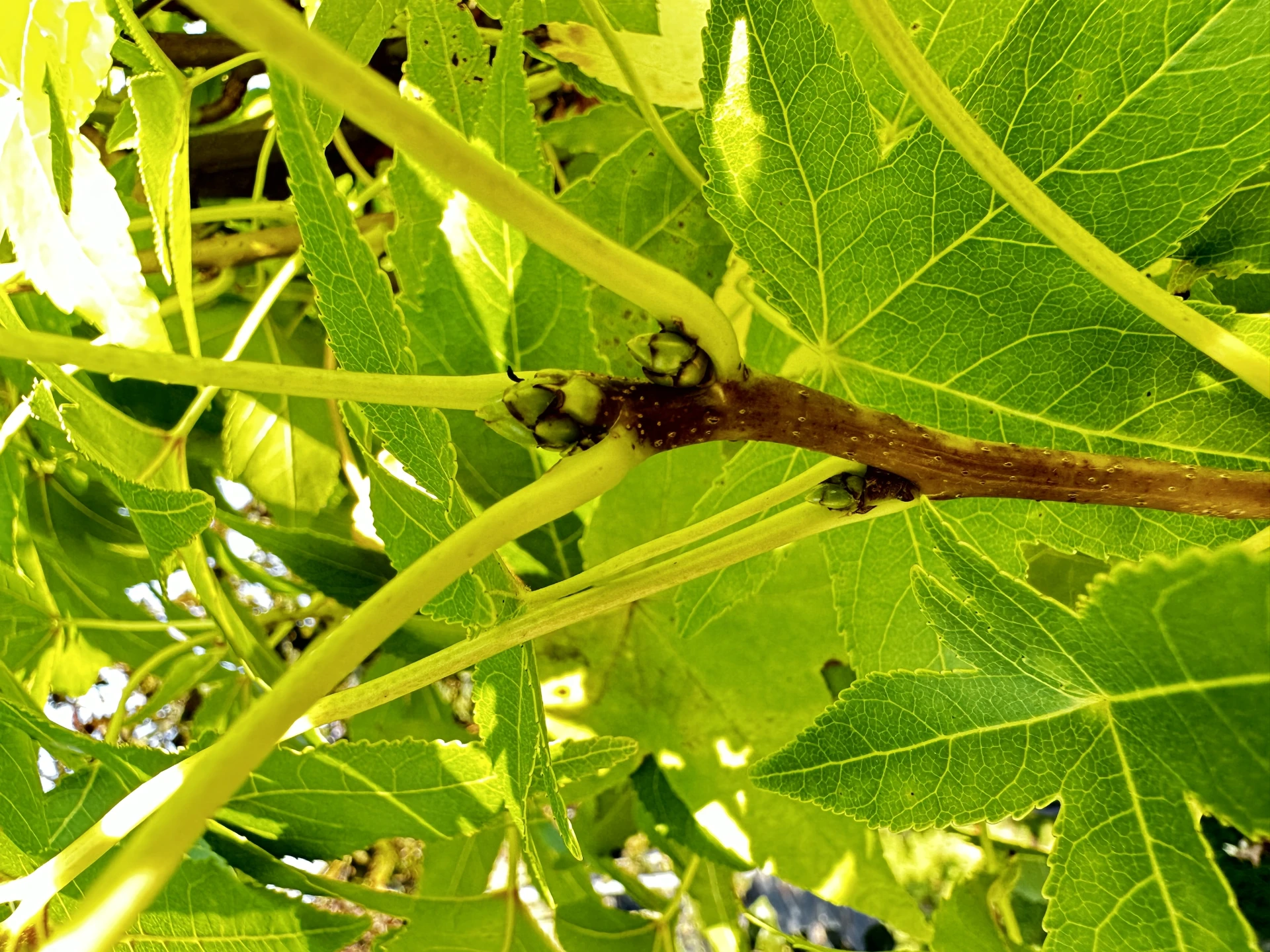 Liquidambar styraciflua 'Slender Silhouette' (Ambrowiec amerykański 'Slender Silhouette' )