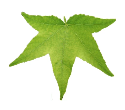 Liquidambar styraciflua 'Slender Silhouette' (Ambrowiec amerykański 'Slender Silhouette' )