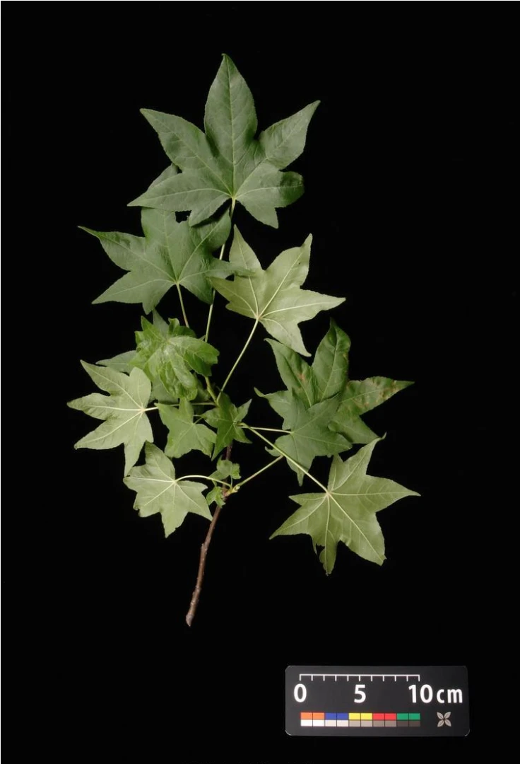Liquidambar styraciflua 'Slender Silhouette' (Ambrowiec amerykański 'Slender Silhouette' )