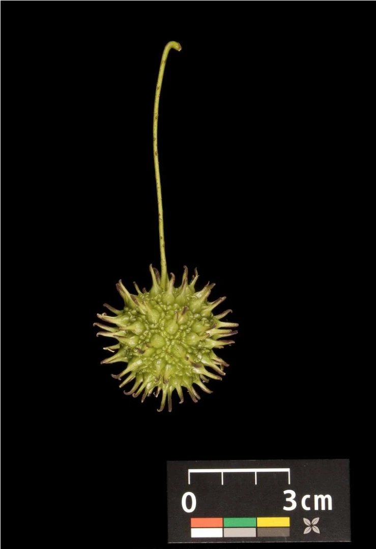Liquidambar styraciflua 'Slender Silhouette' (Ambrowiec amerykański 'Slender Silhouette' )