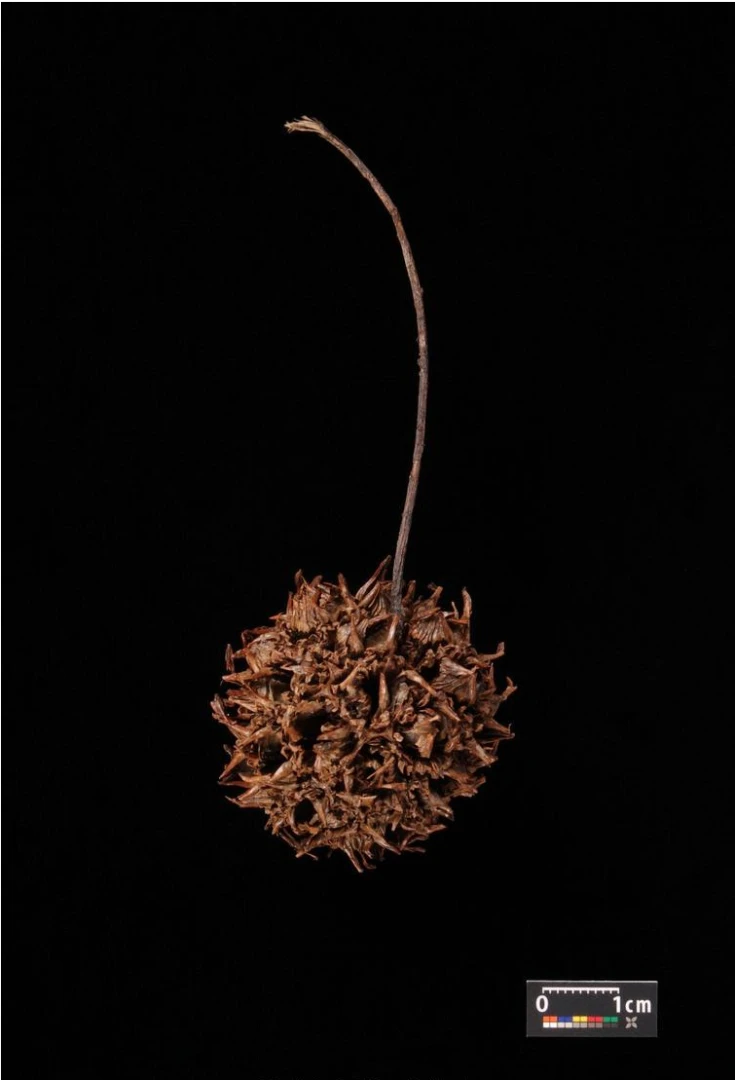 Liquidambar styraciflua 'Slender Silhouette' (Ambrowiec amerykański 'Slender Silhouette' )