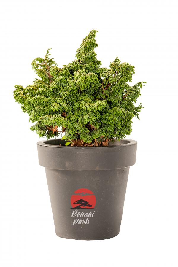 Chamaecyparis obtusa 'Kosteri' (Cyprysik tępołuskowy 'Kosteri')