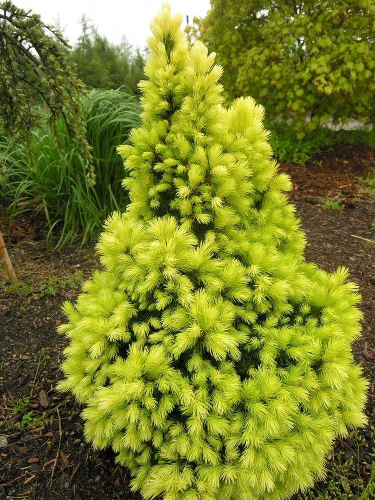 Picea glauca 'J. W. Daisy's White' (Świerk biały 'J. W. Daisy's White')