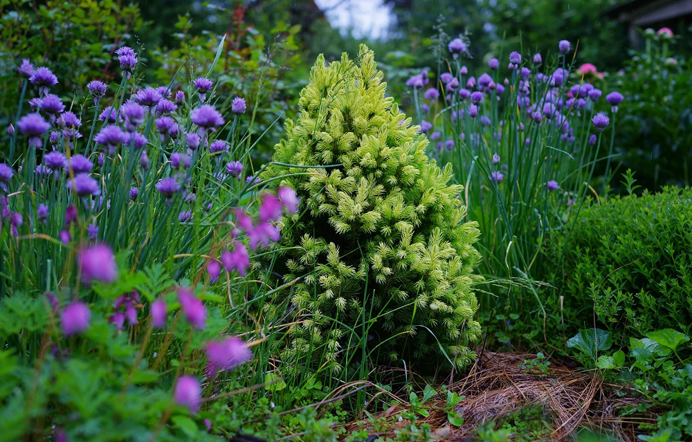 Picea glauca 'J. W. Daisy's White' (Świerk biały 'J. W. Daisy's White')