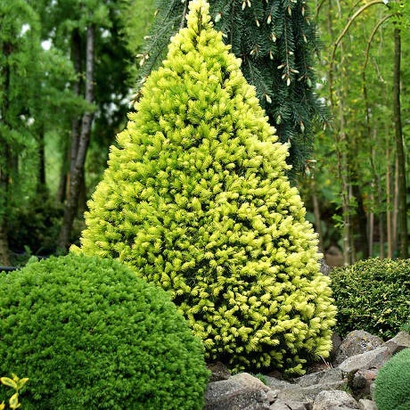 Picea glauca 'J. W. Daisy's White' (Świerk biały 'J. W. Daisy's White')