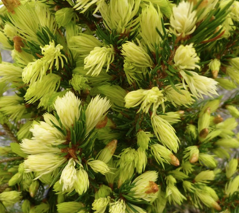 Picea glauca 'J. W. Daisy's White' (Świerk biały 'J. W. Daisy's White')