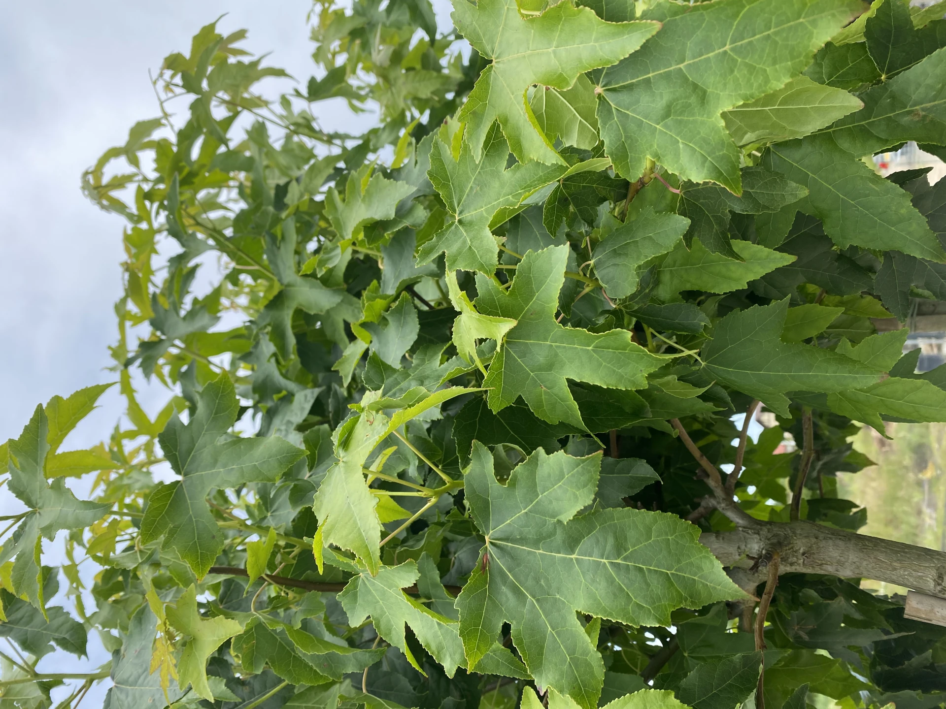 Liquidambar styraciflua 'Gum Ball '(Ambrowiec amerykański 'Gum Ball')