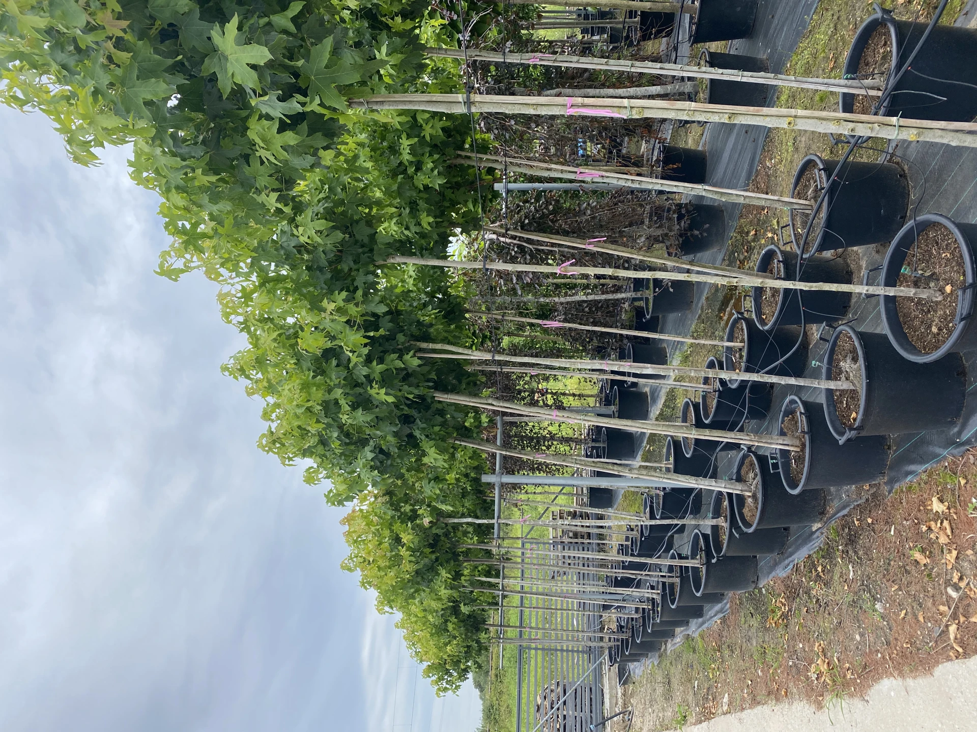 Liquidambar styraciflua 'Gum Ball '(Ambrowiec amerykański 'Gum Ball')