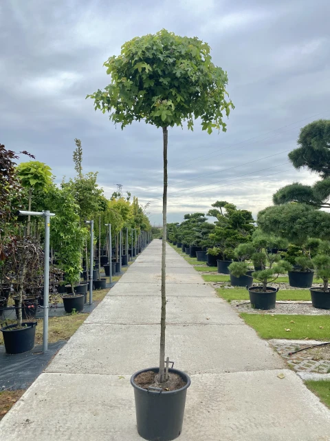 Liquidambar styraciflua 'Gum Ball '(Ambrowiec amerykański 'Gum Ball')