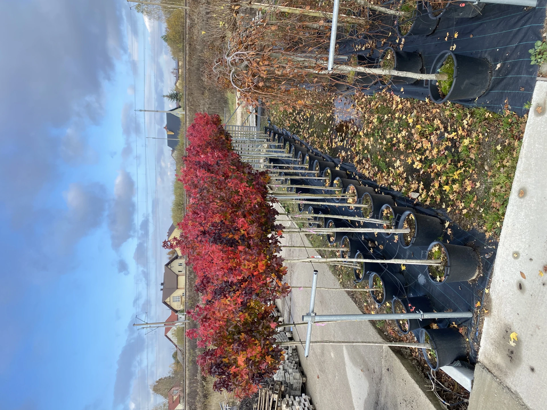 Liquidambar styraciflua 'Gum Ball '(Ambrowiec amerykański 'Gum Ball')