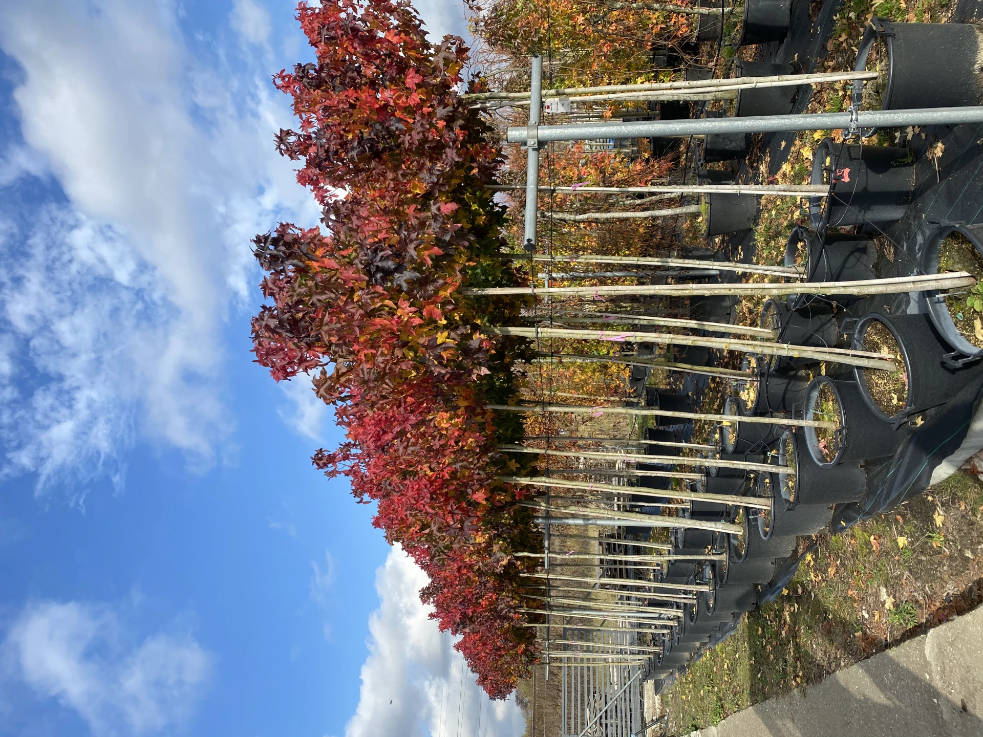 Liquidambar styraciflua 'Gum Ball '(Ambrowiec amerykański 'Gum Ball')