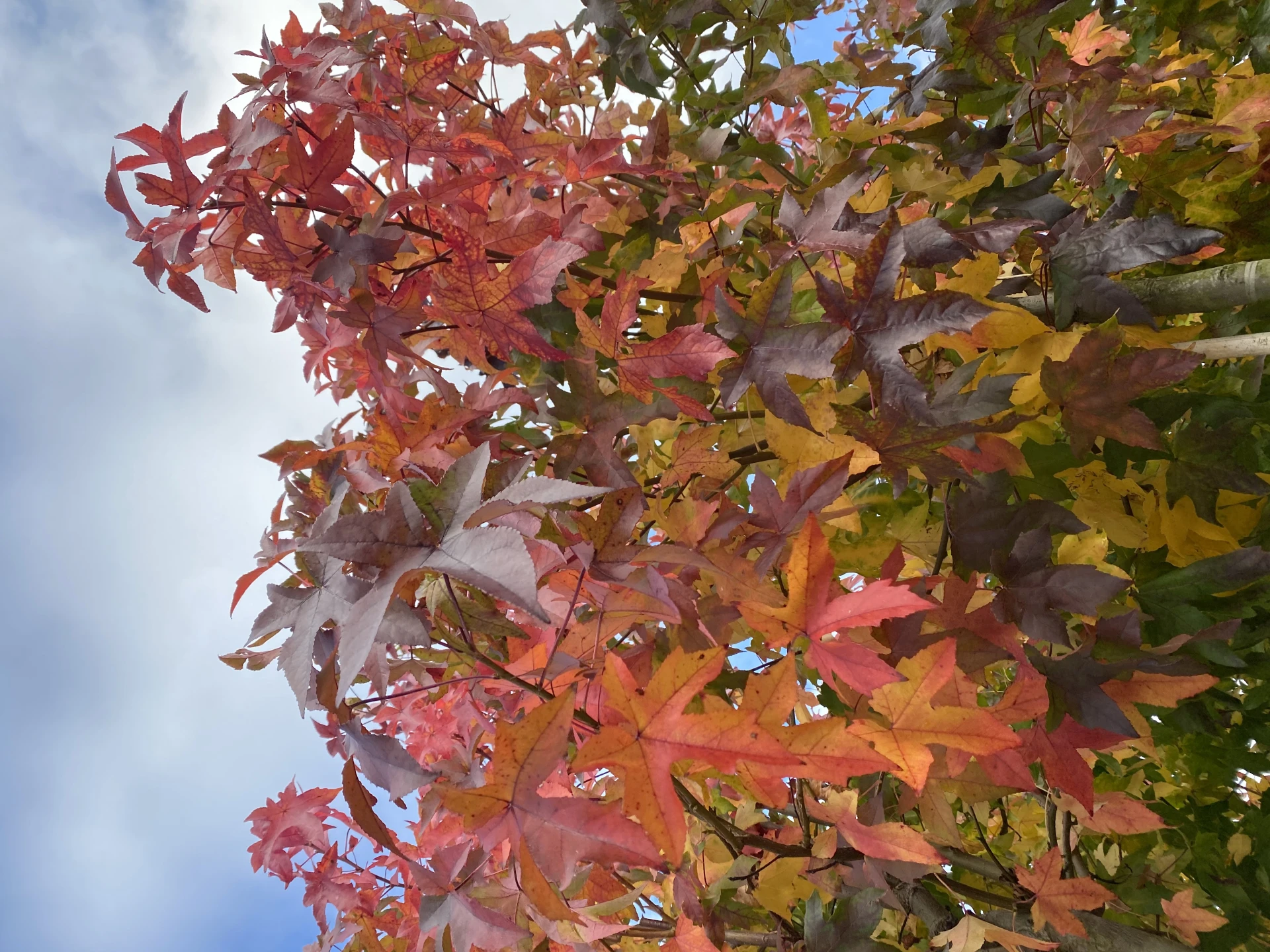 Liquidambar styraciflua 'Gum Ball '(Ambrowiec amerykański 'Gum Ball')