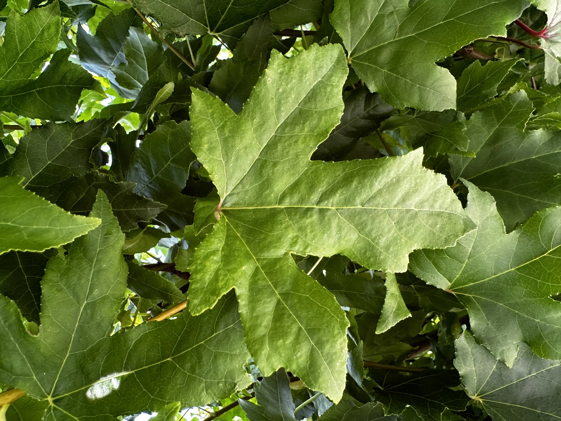 Liquidambar styraciflua 'Gum Ball '(Ambrowiec amerykański 'Gum Ball')