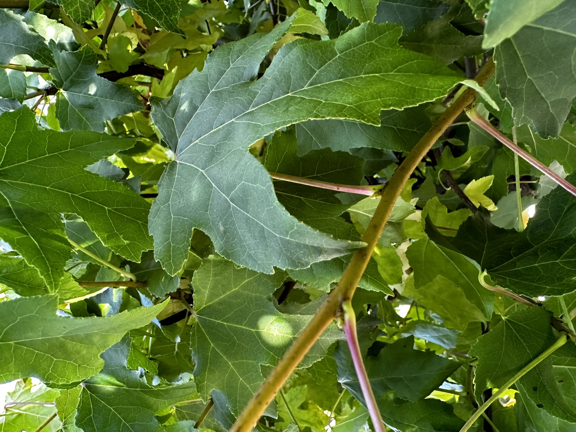 Liquidambar styraciflua 'Gum Ball '(Ambrowiec amerykański 'Gum Ball')