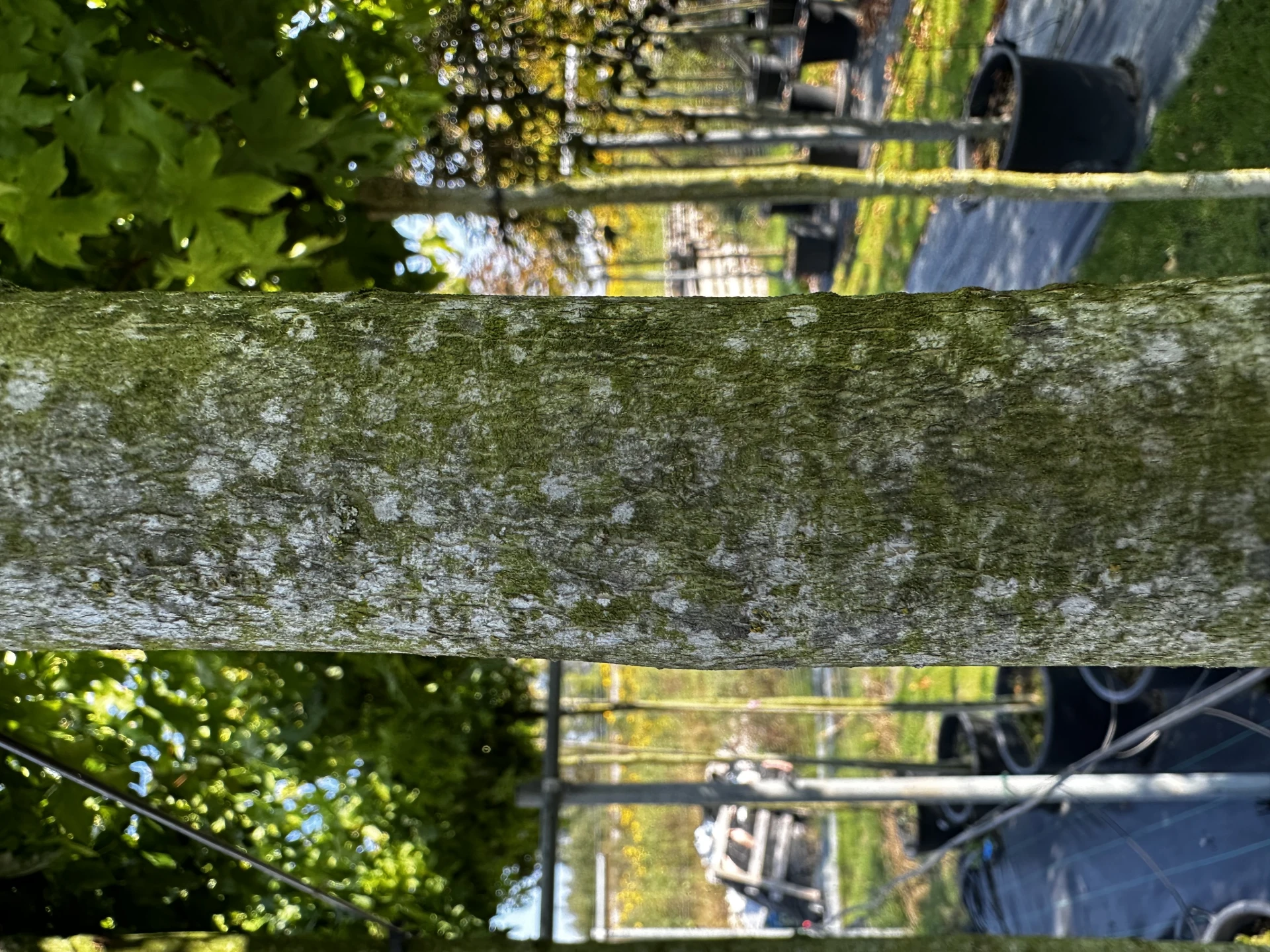 Liquidambar styraciflua 'Gum Ball '(Ambrowiec amerykański 'Gum Ball')