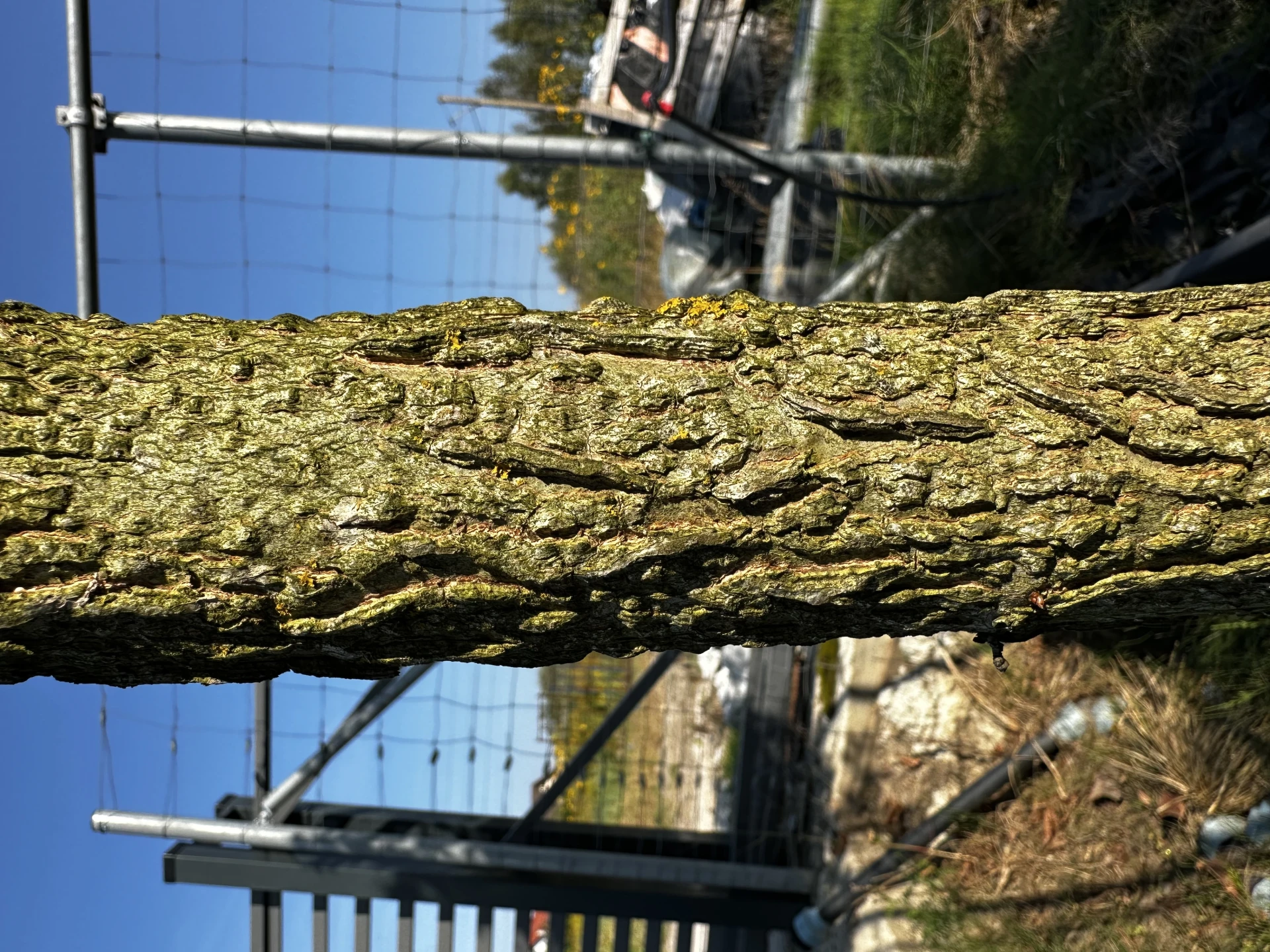 Liquidambar styraciflua 'Gum Ball '(Ambrowiec amerykański 'Gum Ball')