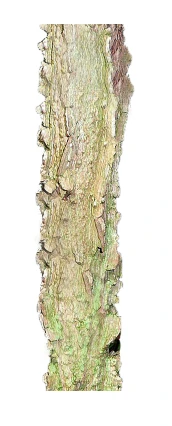 Liquidambar styraciflua 'Gum Ball '(Ambrowiec amerykański 'Gum Ball')