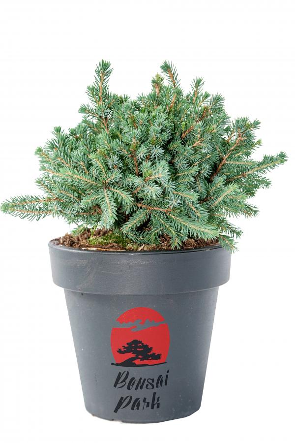 Picea glauca 'Echiniformis' (Świerk biały 'Echiniformis')