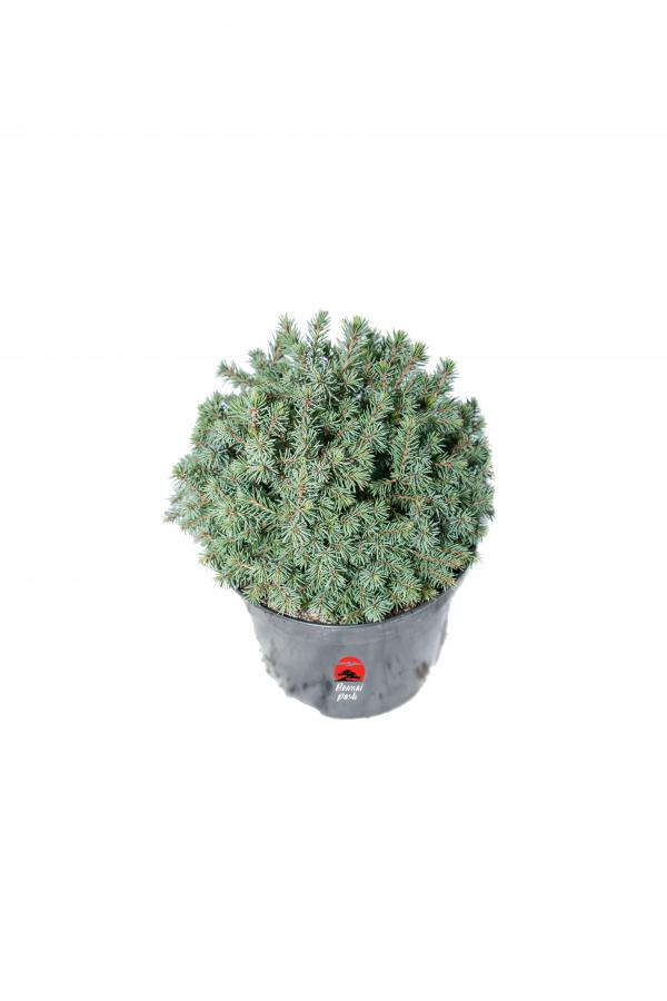 Picea glauca 'Echiniformis' (Świerk biały 'Echiniformis')