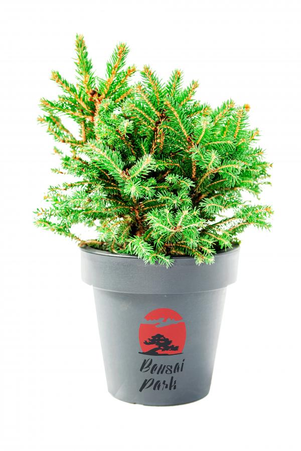 Picea mariana 'Nana' (Świerk czarny 'Nana')