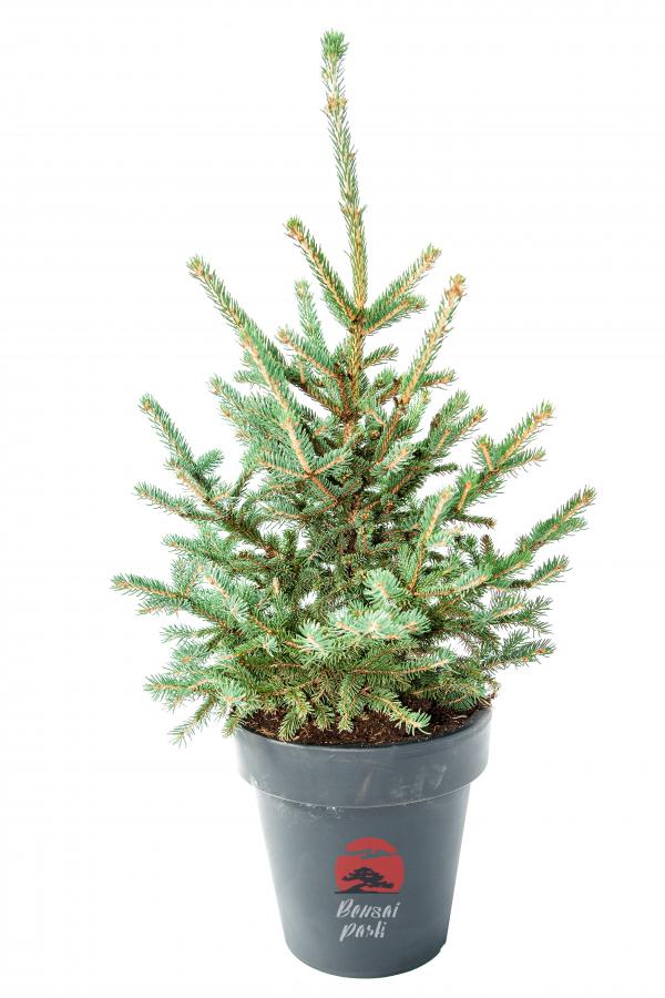 Picea mariana (Świerk czarny)
