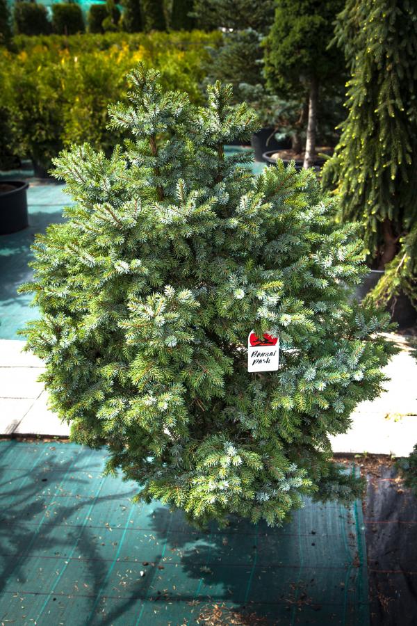 Picea omorika 'Nana' (Świerk serbski 'Nana')
