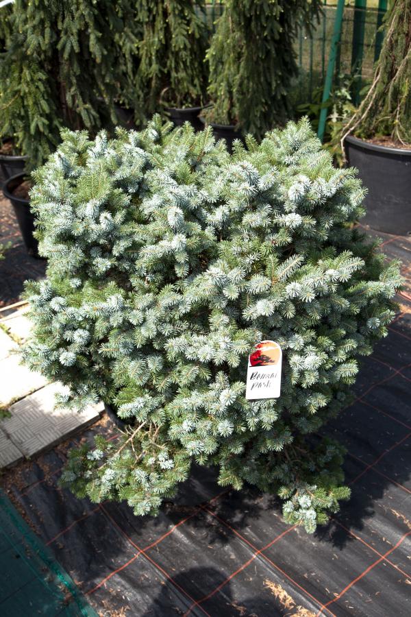 Picea omorika 'Nana' (Świerk serbski 'Nana')