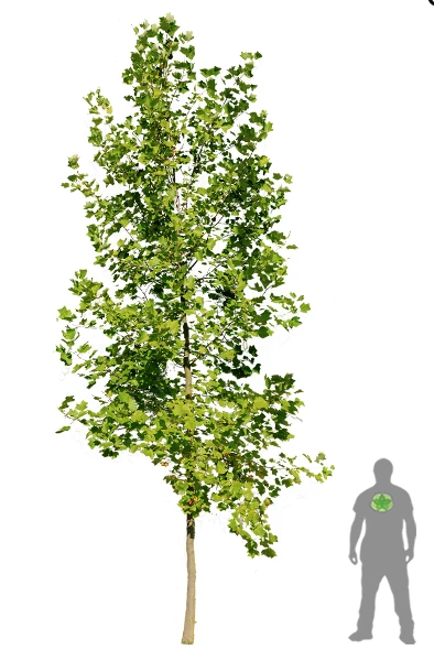 Liriodendron tulipifera (Tulipanowiec amerykański)