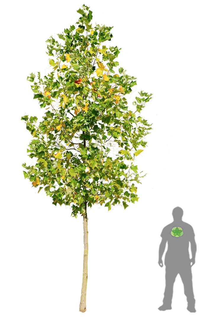 Liriodendron tulipifera (Tulipanowiec amerykański)