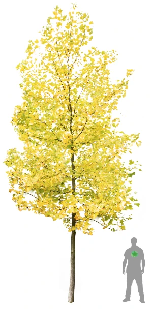 Liriodendron tulipifera (Tulipanowiec amerykański)