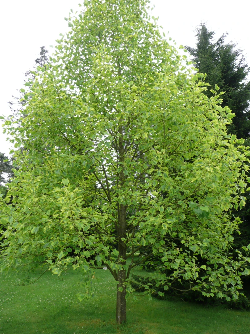 Liriodendron tulipifera (Tulipanowiec amerykański)