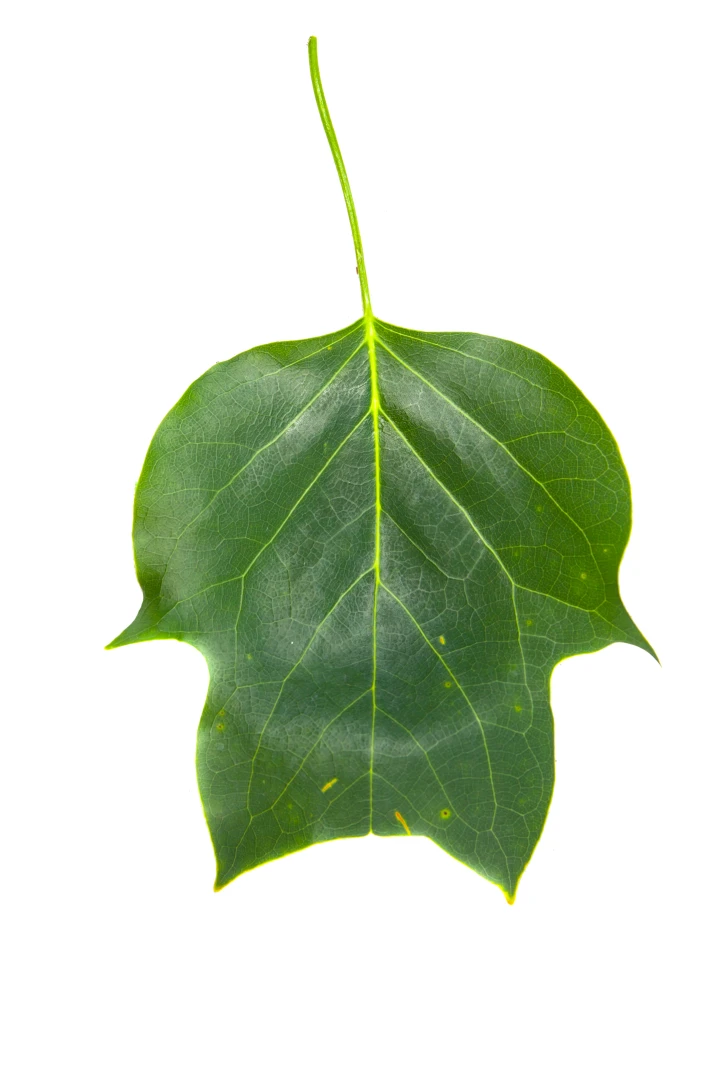 Liriodendron tulipifera (Tulipanowiec amerykański)