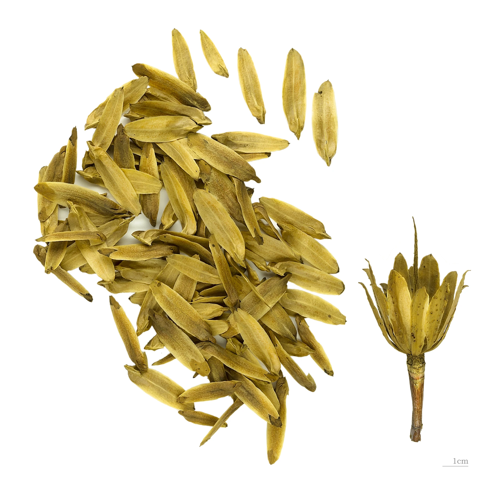 Liriodendron tulipifera (Tulipanowiec amerykański)