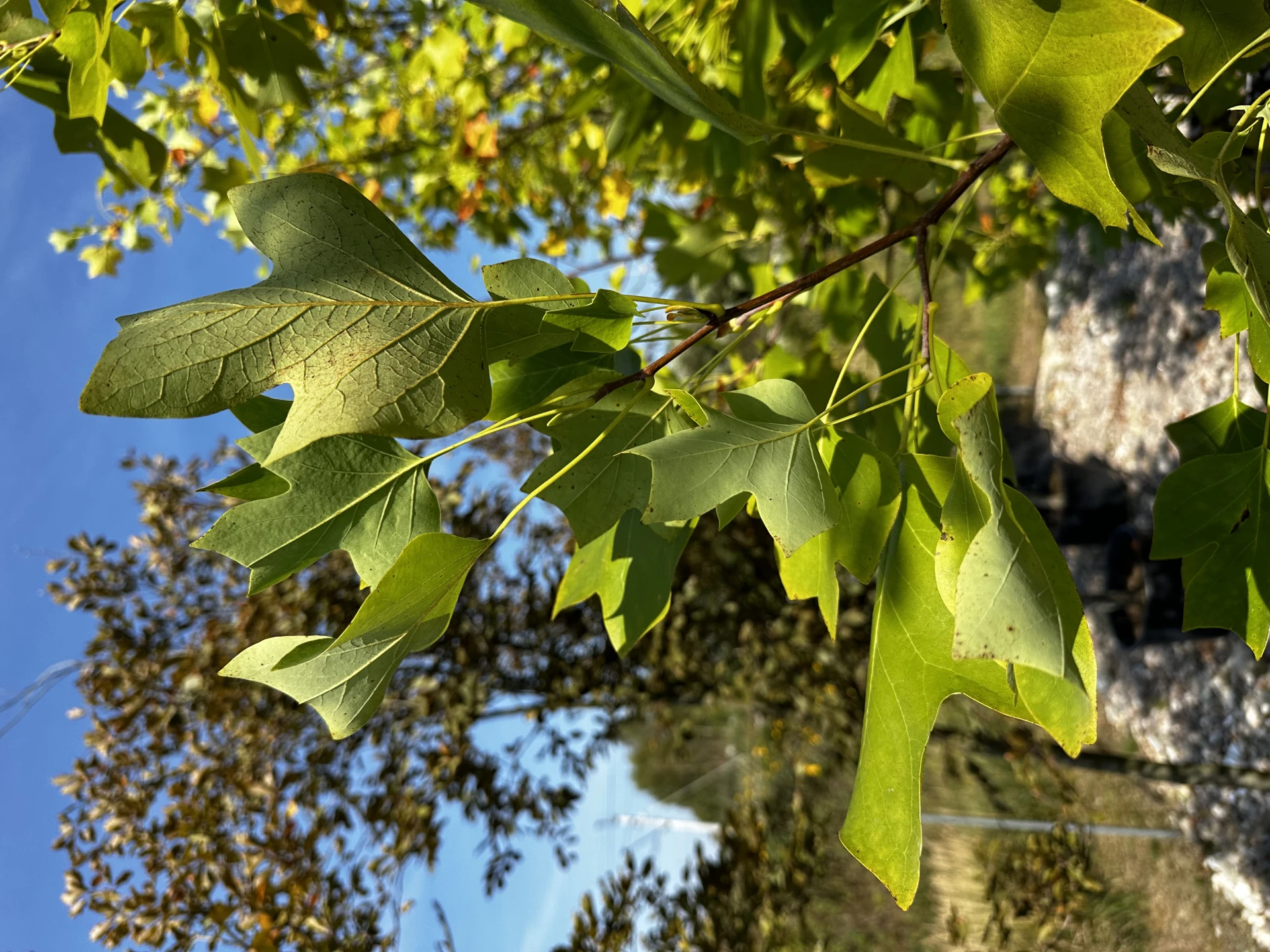 Liriodendron tulipifera (Tulipanowiec amerykański)