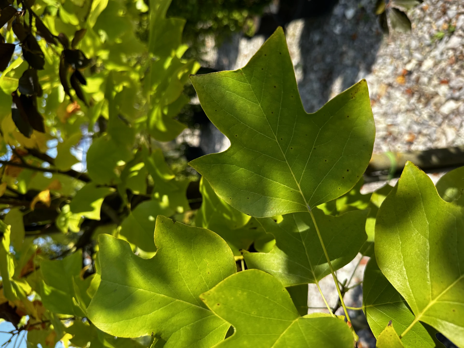 Liriodendron tulipifera (Tulipanowiec amerykański)