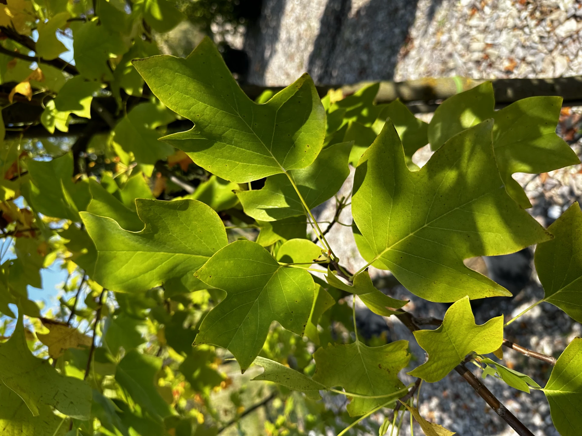 Liriodendron tulipifera (Tulipanowiec amerykański)
