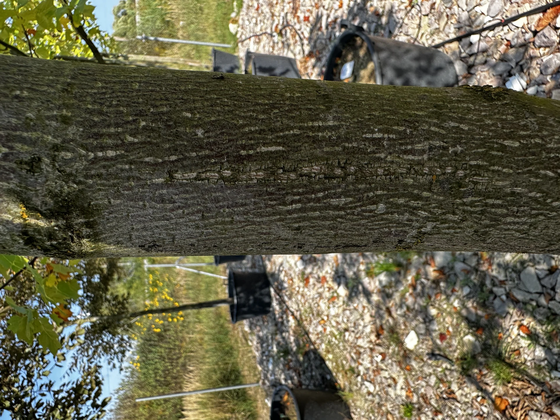 Liriodendron tulipifera (Tulipanowiec amerykański)