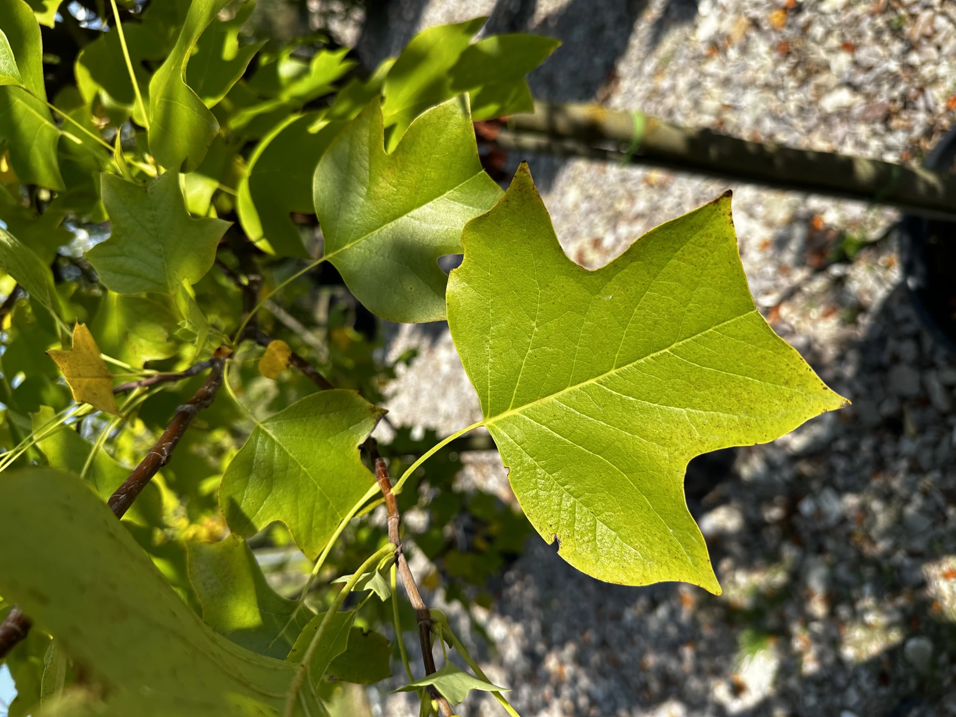 Liriodendron tulipifera (Tulipanowiec amerykański)