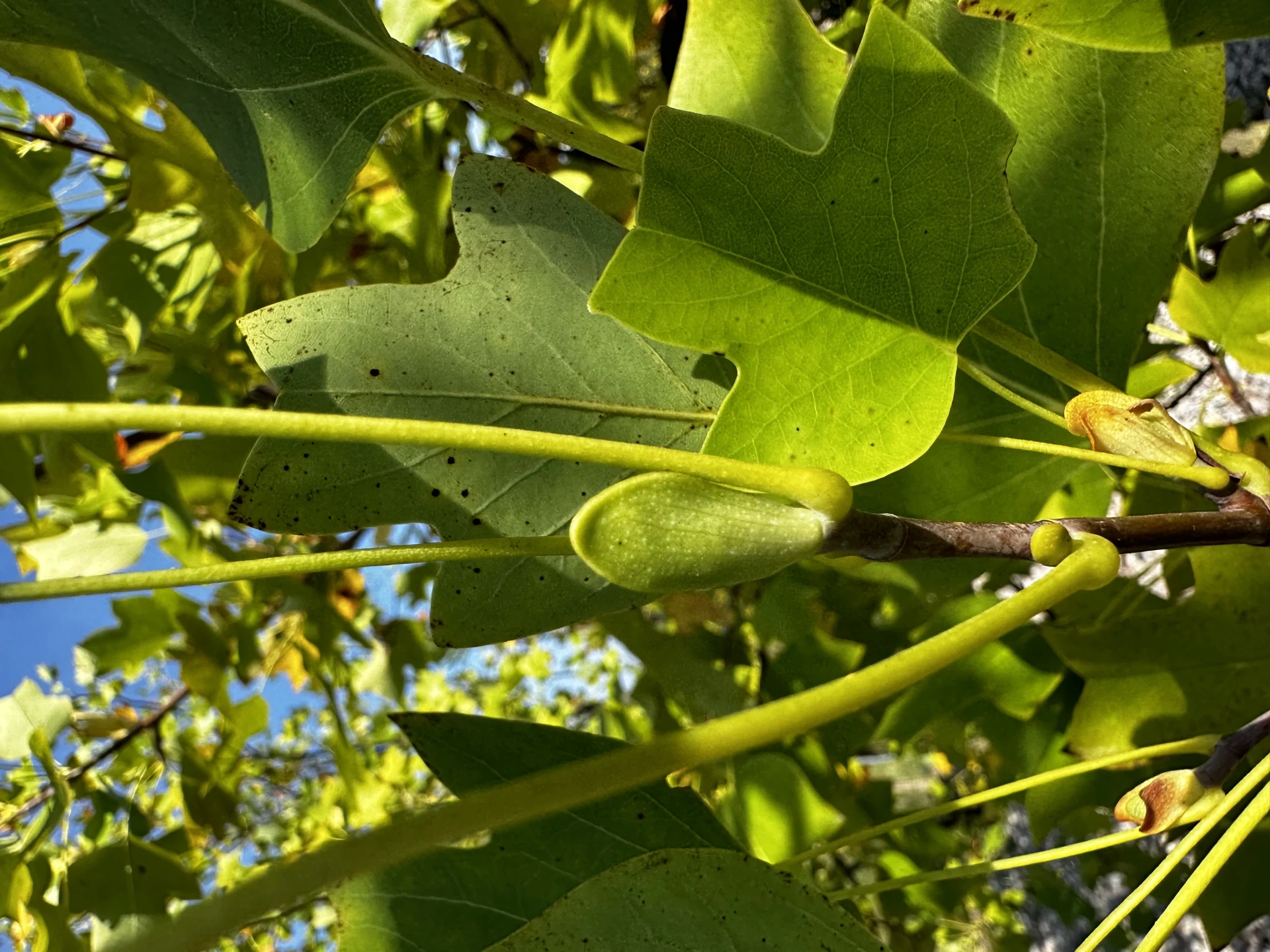 Liriodendron tulipifera (Tulipanowiec amerykański)