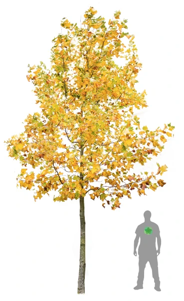 Liriodendron tulipifera (Tulipanowiec amerykański)