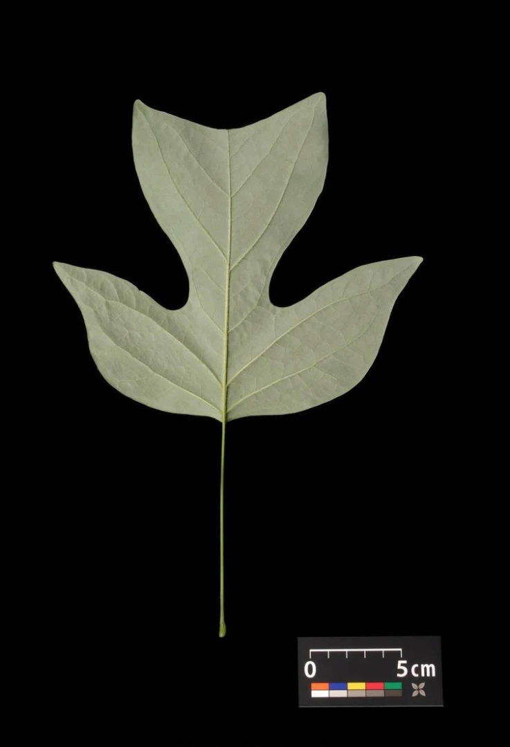 Liriodendron tulipifera (Tulipanowiec amerykański)